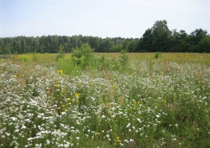 działka na sprzedaż - Ozorków (gw), Skotniki