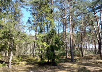 działka na sprzedaż - Poddębice (gw), Ksawercin